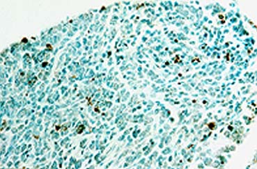 Detection of apoptotic neurons in the dorsal root ganglion of a mouse embryo with&nbsp; FD NeuroApop&trade; Kit